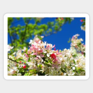 Cheery Blossom Sticker